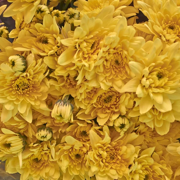 Fleurs de chrysanthème colorées — Photo