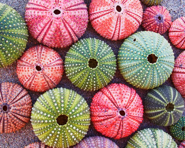 Colorful sea urchins on the beach — Stock Photo, Image