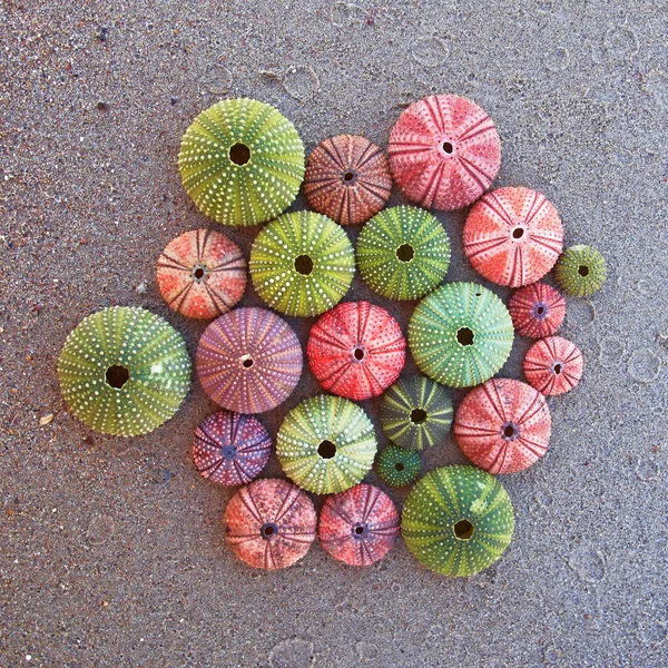 Colorful sea urchins on the beach — Stock Photo, Image