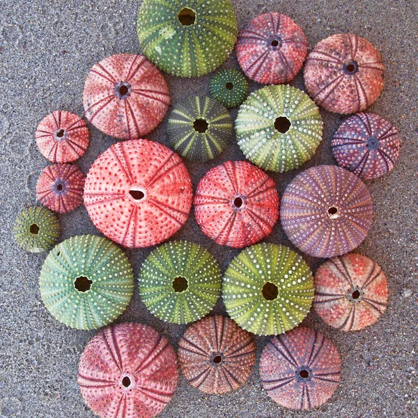 Colorful sea urchins on the beach — Stock Photo, Image