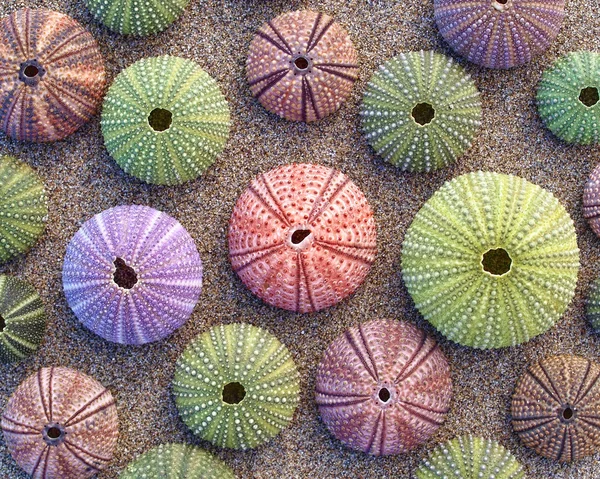 Plaj renkli deniz kestanesi — Stok fotoğraf