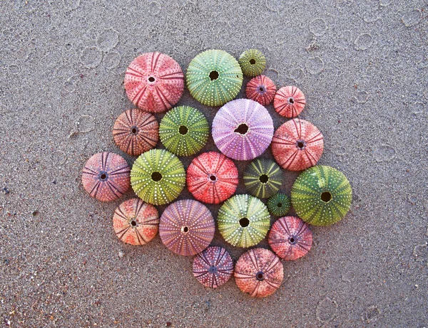 Barevné mořské ježky na pláži — Stock fotografie