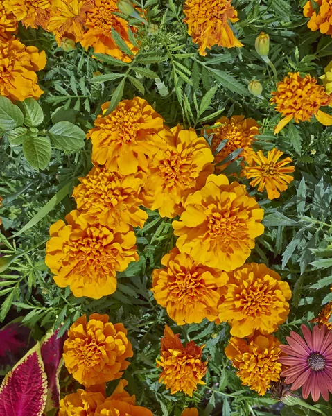 Flores de caléndula primer plano — Foto de Stock