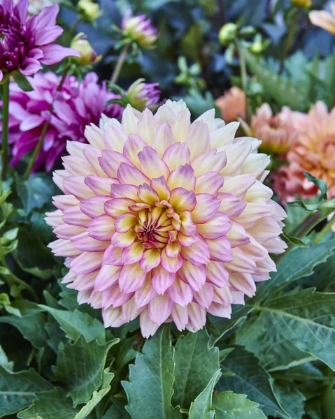 Pink Dahlia flower closeup — Stock Photo, Image