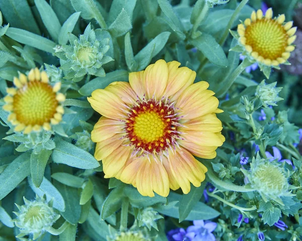 Orange margarita daisy flower closeup — Stock Photo, Image