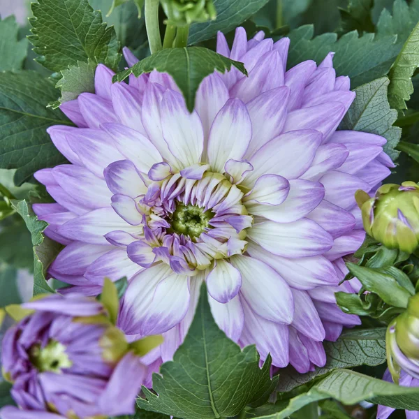 Violet Dahlia flower closeup — Stock Photo, Image