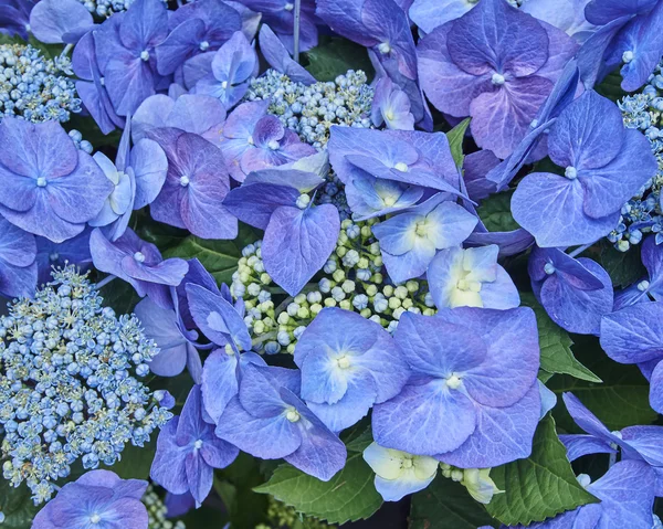 Hortensia flowers closeup — Stok fotoğraf