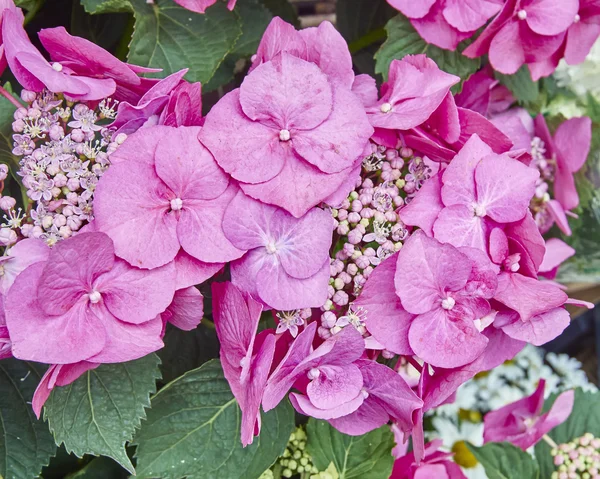 Hortensia flores close-up — Fotografia de Stock