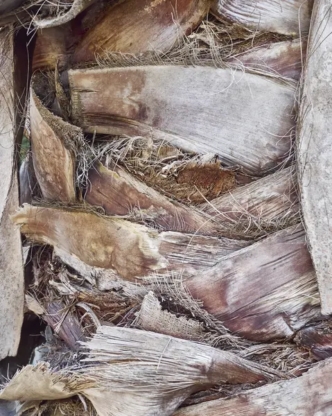 Palm trunk close up, fundo natural — Fotografia de Stock