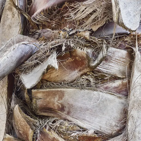 Palm trunk closeup, natural background — Stock Photo, Image