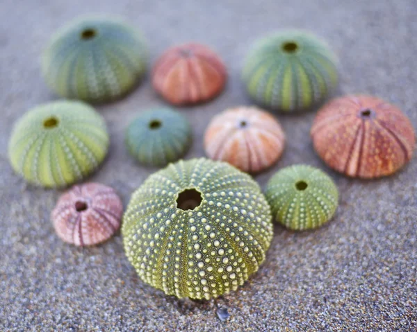 Colorful sea urchins on the beach — Stock Photo, Image