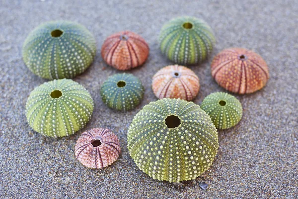 Colorful sea urchins on the beach — Stock Photo, Image