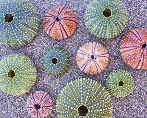 Colorful sea urchins on the beach — Stock Photo, Image