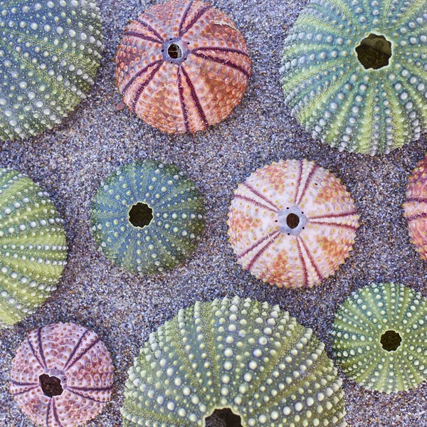 Erizos de mar de colores en la playa — Foto de Stock