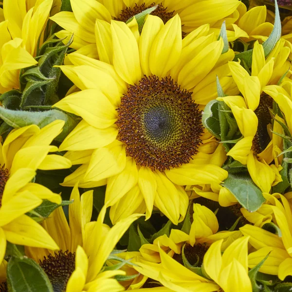 Detail barevné Slunečnice — Stock fotografie