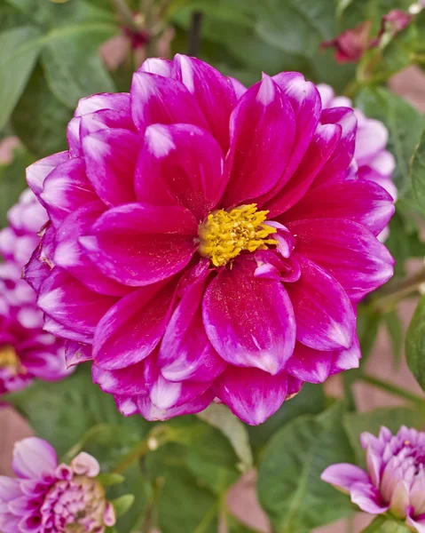 Colorful dahlia flower closeup — Stock Photo, Image