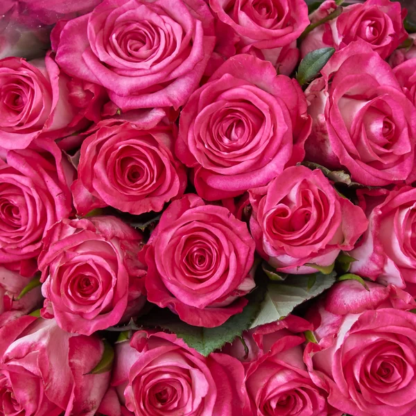 Fresh rose flowers closeup — Stock Photo, Image