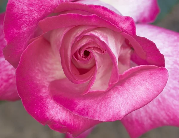 Ciemny różowy zbliżenie róża — Zdjęcie stockowe