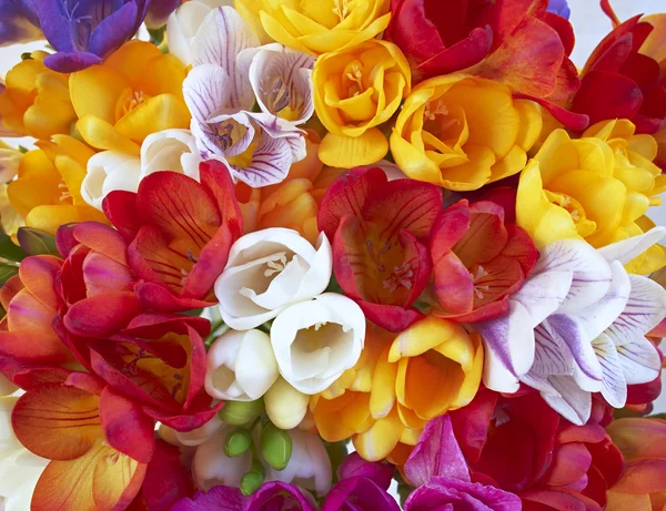 Variedade de flores coloridas freesia close-up — Fotografia de Stock