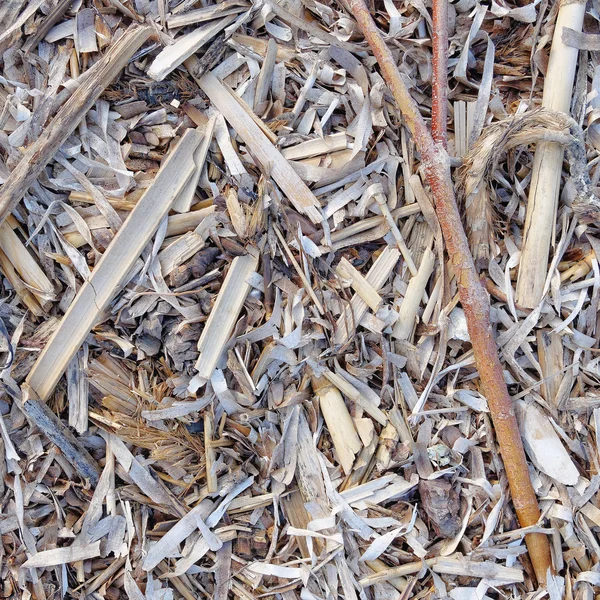 Algae and twigs polished by the sea — Stock Photo, Image