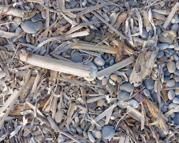 Algae and twigs polished by the sea — Stock Photo, Image