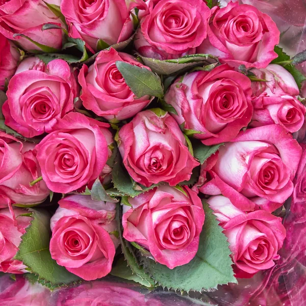 Fresh rose flowers close up — Stock Photo, Image