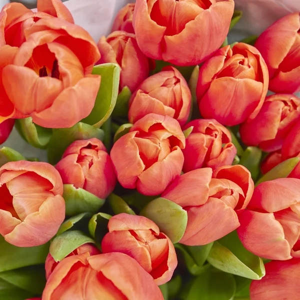 Orange tulpan blommor på nära håll — Stockfoto