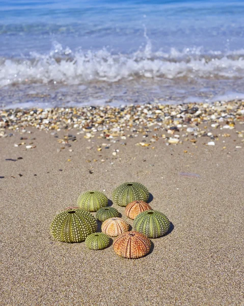 Colorful sea urchins on the beach — Stock Photo, Image