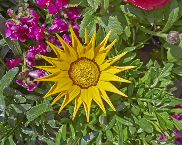 Gul gazania blomma närbild — Stockfoto