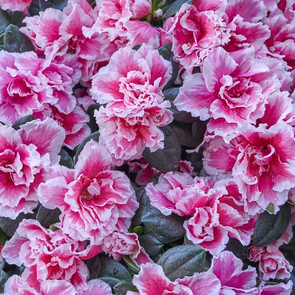 Букет роз и хризантем крупным планом — стоковое фото
