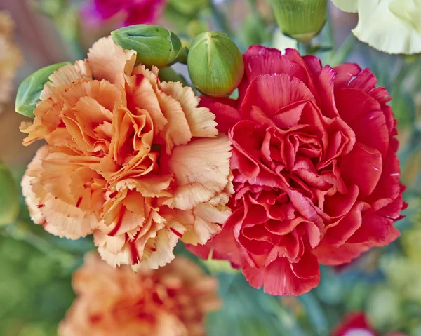 Roses and chrysanthemums bouquet closeup — Stock Photo, Image