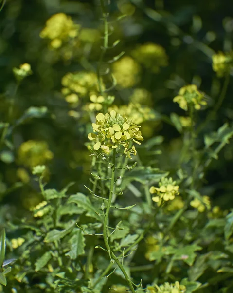 St. John's wort closeup — Zdjęcie stockowe