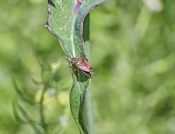 Καφέ ασπίδα bug closeup — Φωτογραφία Αρχείου