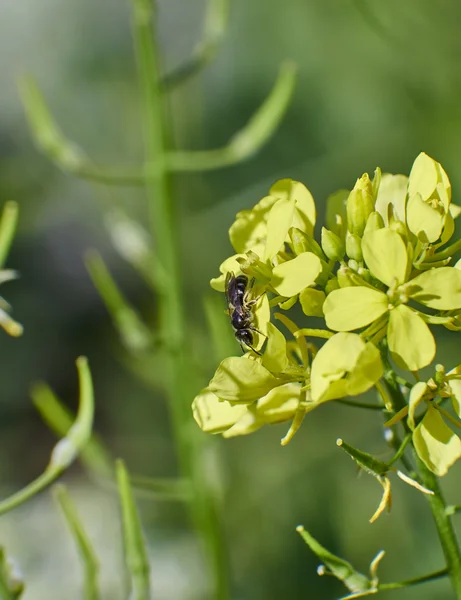 Gelbe Blume Nahaufnahme mit — Stockfoto