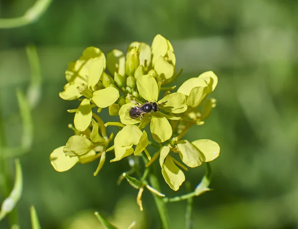 Fleur jaune gros plan avec — Photo