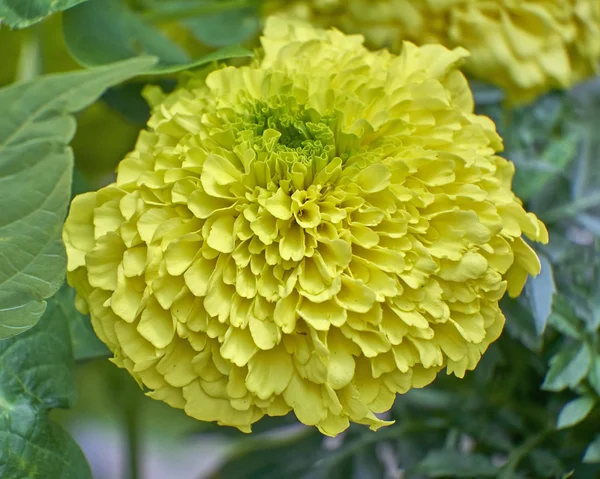 Κίτρινη marigold λουλούδι closeup — Φωτογραφία Αρχείου