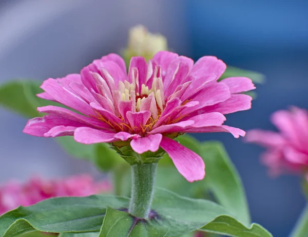 Pink duarf dahlia blomst closeup - Stock-foto