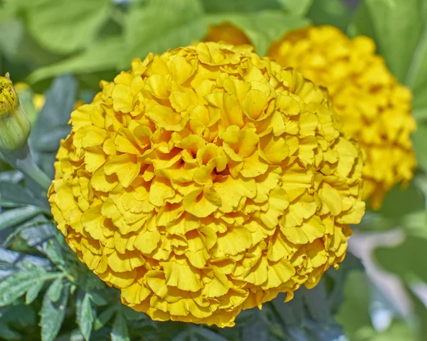 Laranja calêndula flor closeup — Fotografia de Stock