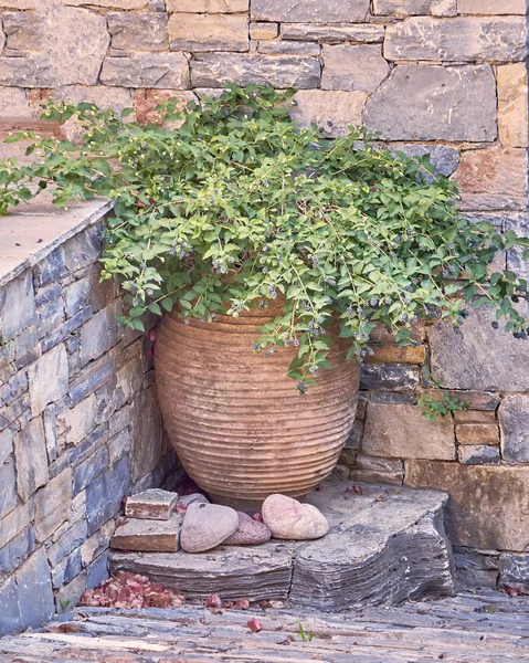 植木鉢にストーンウォール コーナー — ストック写真