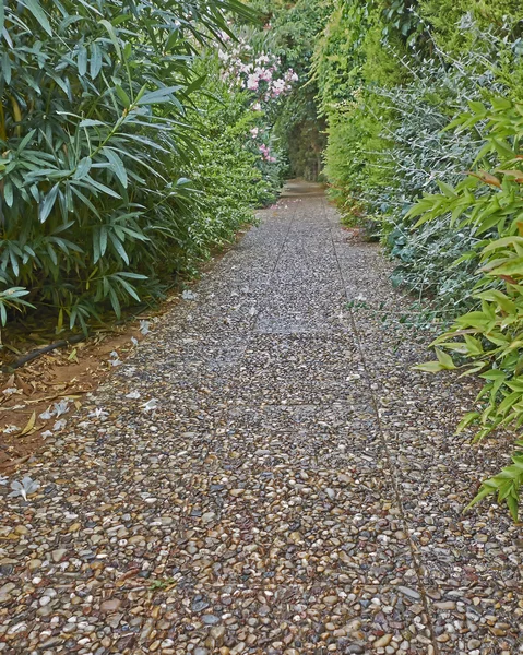 Pathway through green alley — Stock Photo, Image