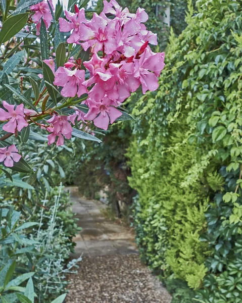 Oleander and small pathway through green alley — Stock Photo, Image