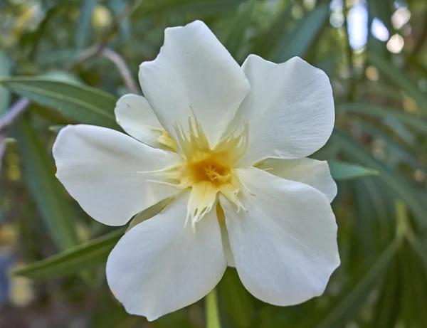 Vit oleander blomma närbild — Stockfoto