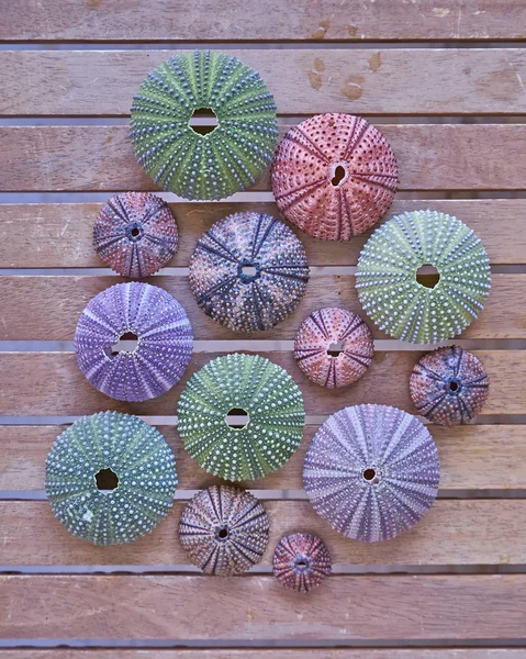 Colorful sea urchins on wooden background — Stock Photo, Image