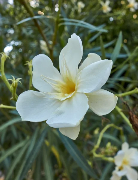 Vit oleander blomma närbild — Stockfoto