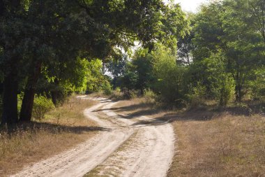 Ağaçlar ve çalılar arasındaki dar ve dolambaçlı toprak yol rüzgarda, ağaç taçları derin gölgeler, güneşli bir günde yanmış çimenler