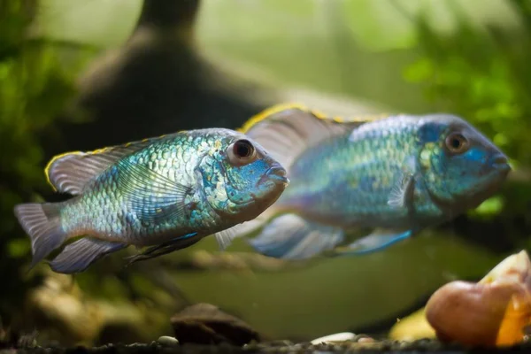 Yumurtlayan Bir Çift Nannacara Aktif Sağlıklı Tatlı Yetişkin Ciklit Balığı — Stok fotoğraf