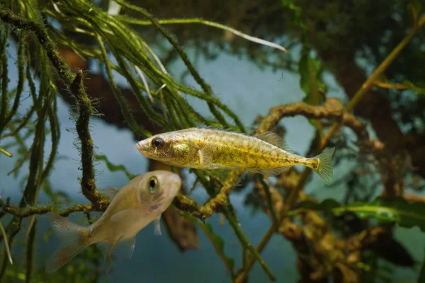 Ninespine Stickleback 지능적 물고기가 올려서 수족관 개념을 보여준다 — 스톡 사진