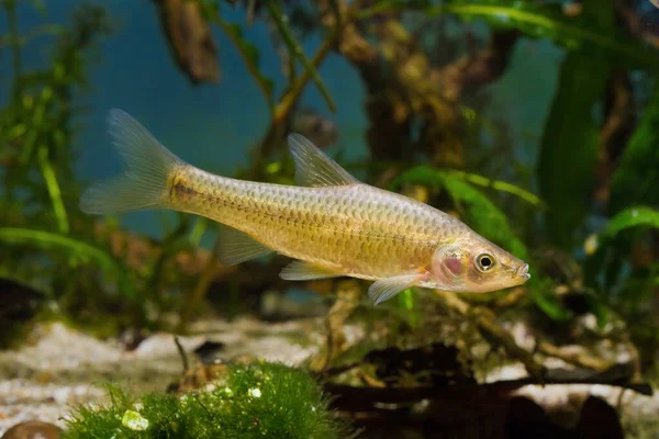 Topmouth Gudgeon Agresivní Dominantní Sladkovodní Ryby Východu Mistr Biotopu Akvária — Stock fotografie