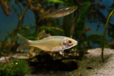 Biotope akvaryumundaki özenli ve ihtiyatlı tatlı su balığı, ılıman nehir tasarımında yaygın ve son derece uyumlu türler.