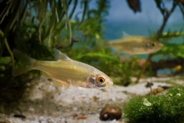 Молодий Загальний Тарган Цікавий Погляд Прісноводну Рибу Акваріумі Біотопів Ендемічних — стокове фото
